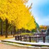 Mùa thu ở Đảo Nami Hàn Quốc